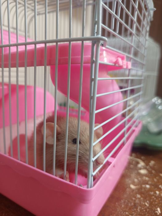 Продаю Крысу с клеткой СРОЧНО!