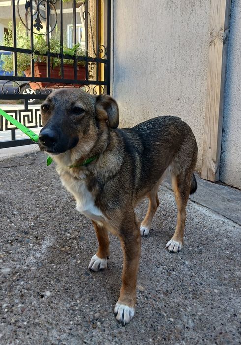 Подарявам кученце Зара