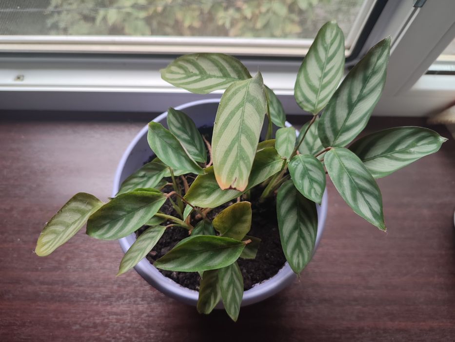 Продам комнатные цветы