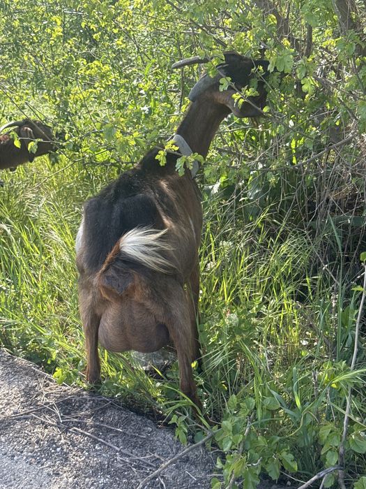 Capre bune  de lapte de la a treia fatare