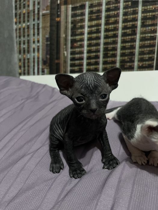 Котята канадского сфинкса — открыта бронь