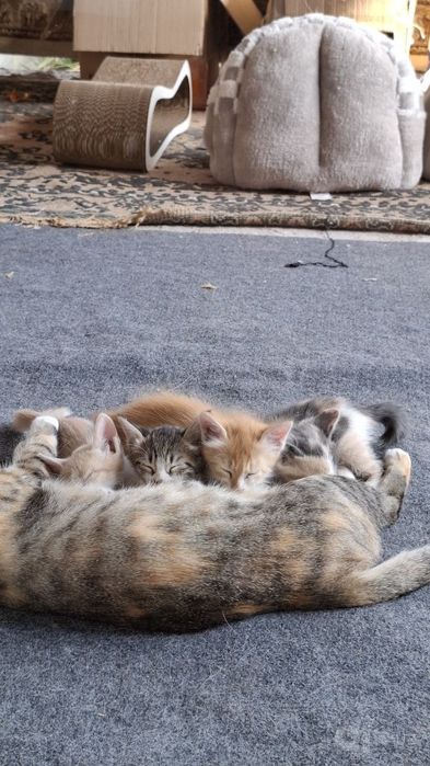 Милые котята,отдам даром в хорошие руки.