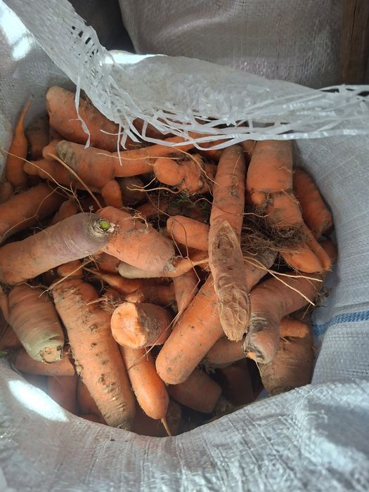 Morcov pentru animale