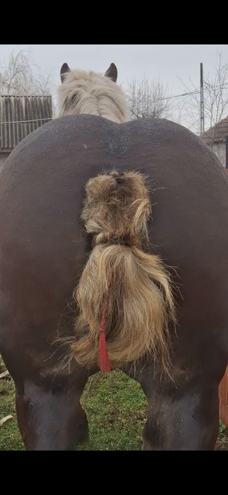 Vand sau schimb un manz de 4 ani si o manza de 4 ani gestanta