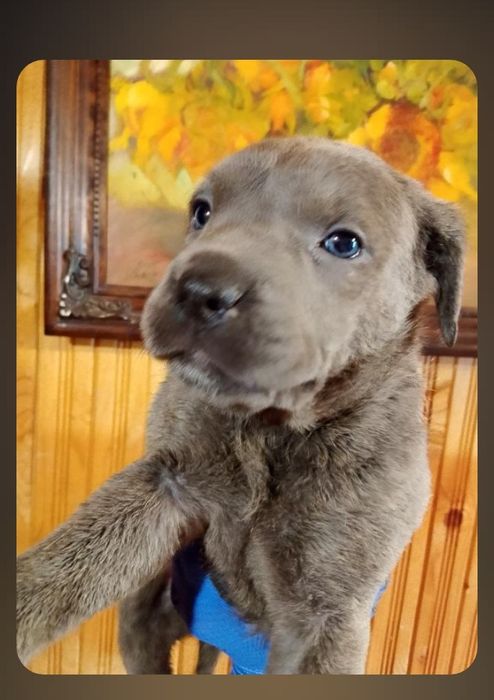 Кане Корсо кученца синеоки