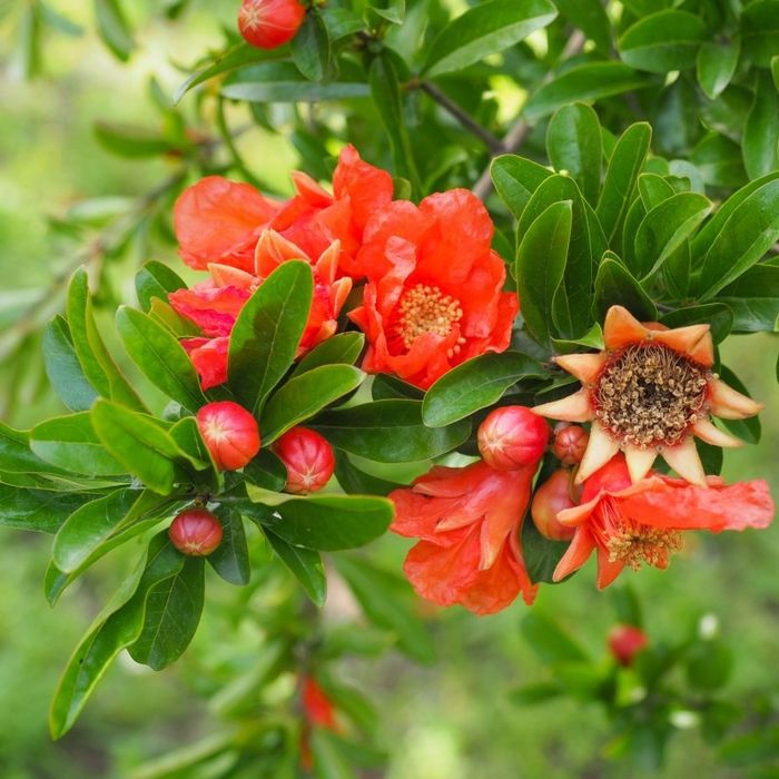 Pomi Exotici (Rodiu )