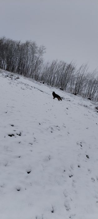 Вязка. Немецкая овчарка. Кобель.