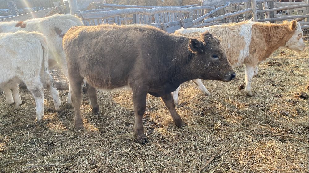 Телята на развод