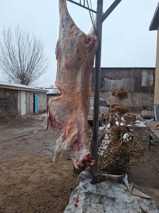 Арық көтерім мал алам колбасаға,тірі болса болды. 24/7