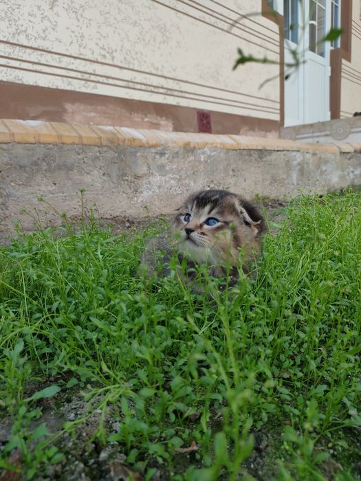 Ширинтой мушукчаларимиз  сотилади