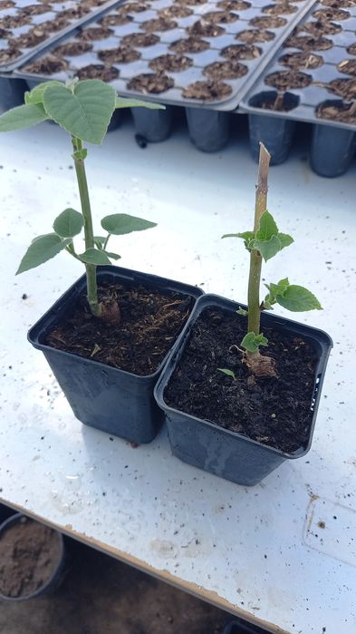 Paulownia Butasi si rasaduri