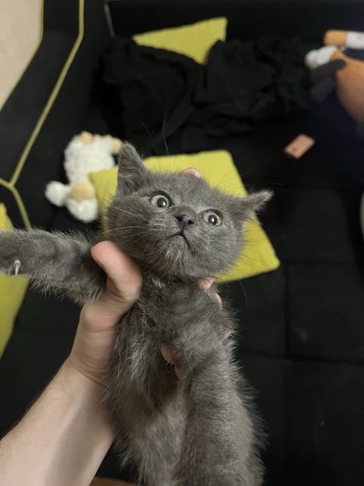 Отдам котят. Два мальчика