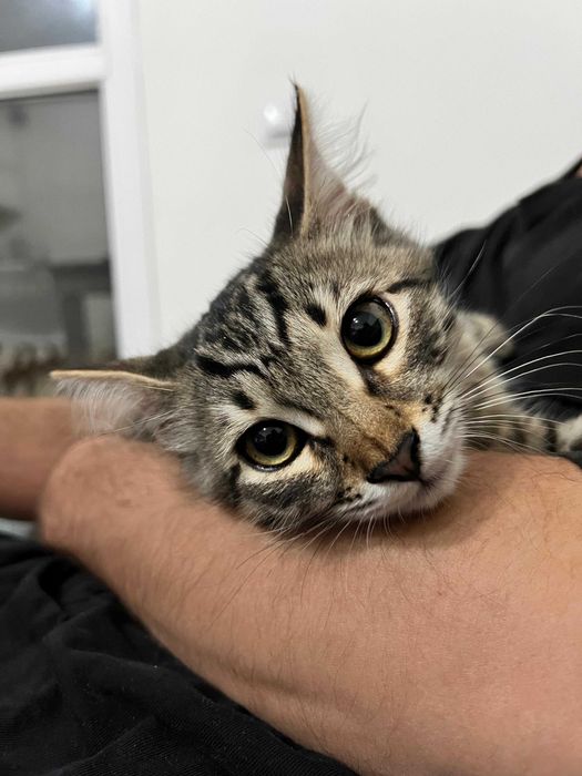 Молодой котик в поисках дома!