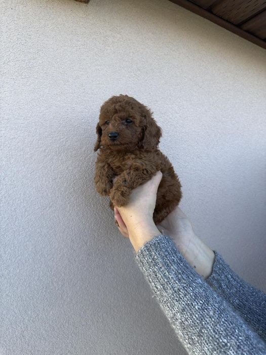 Той пудел момче и момиче