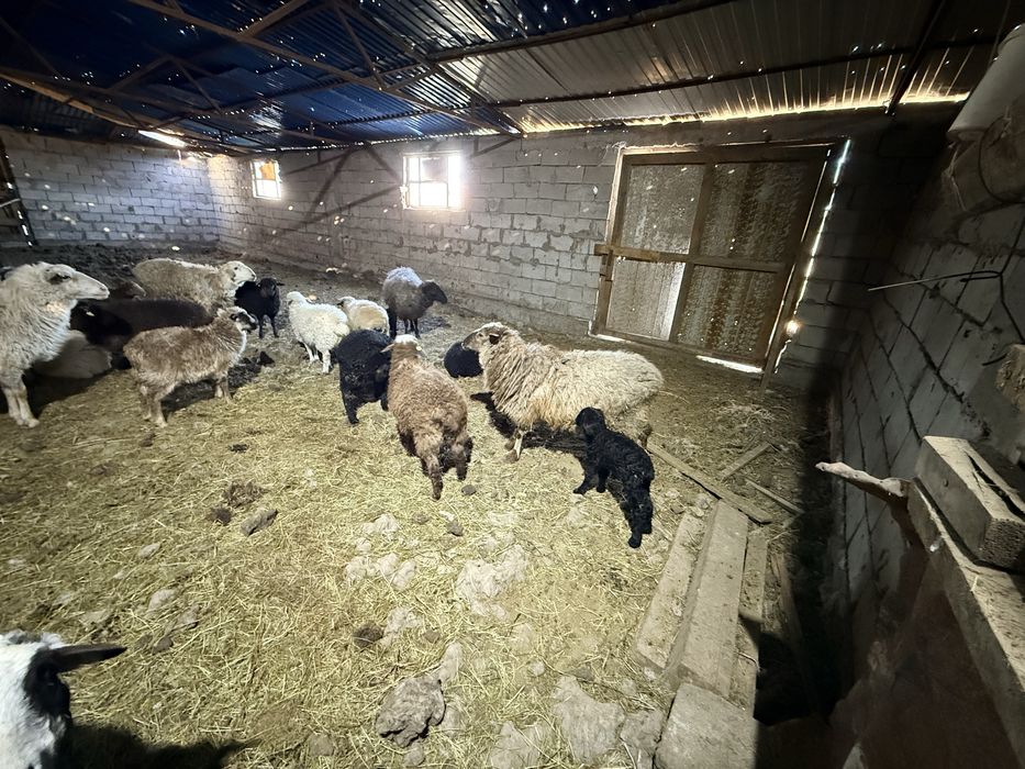 5 козылы кой, 20 шт марка.