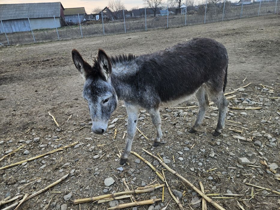 Măgăriță puica  fatata pe 12 iunie 2024