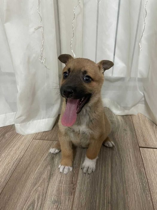 Щенок , возраст примерно месяц