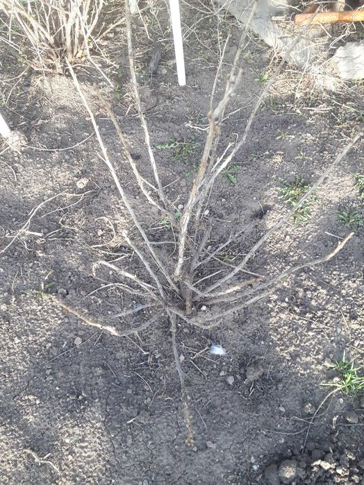 Продам саженцы смородины