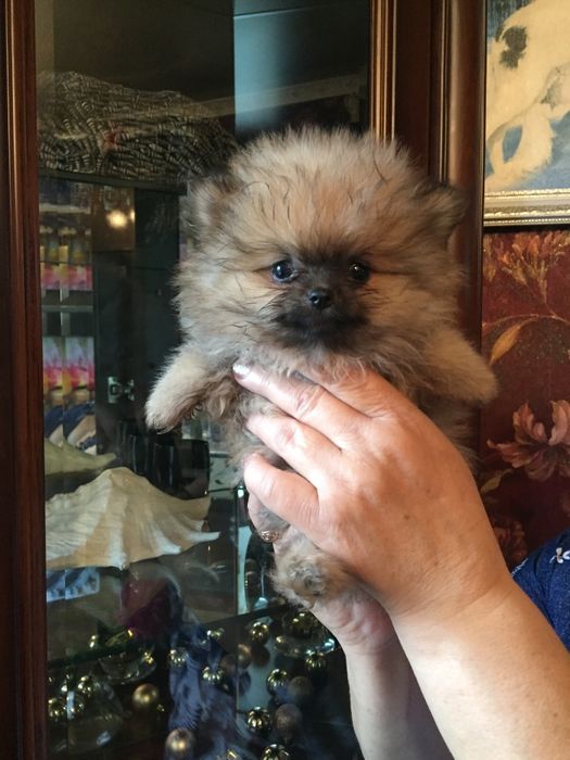 померанский шпиц