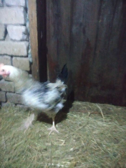 Продам петушков продам