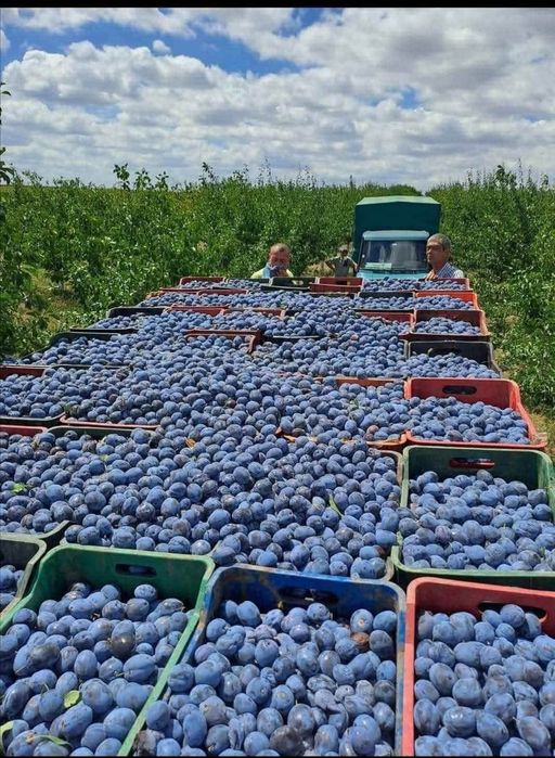 Vând prune de țuică