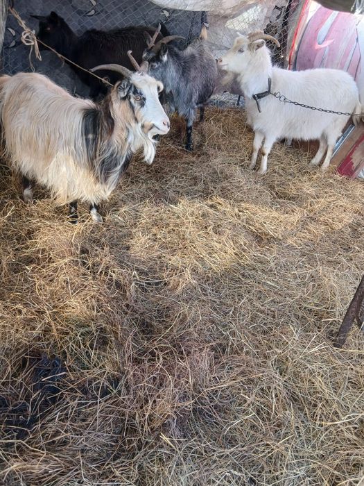 De Vânzare 4 capre una cu ied și 3 gestante