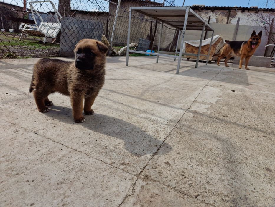 Щенок немецкой овчарки