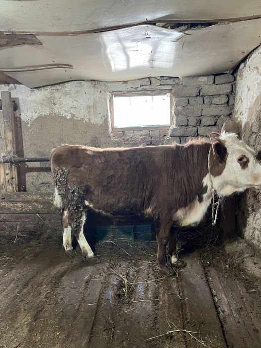 15 бас бұқашық пен қашар , откорм