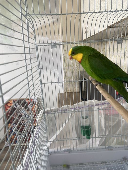 Продавам мъжки папагал Барабанди