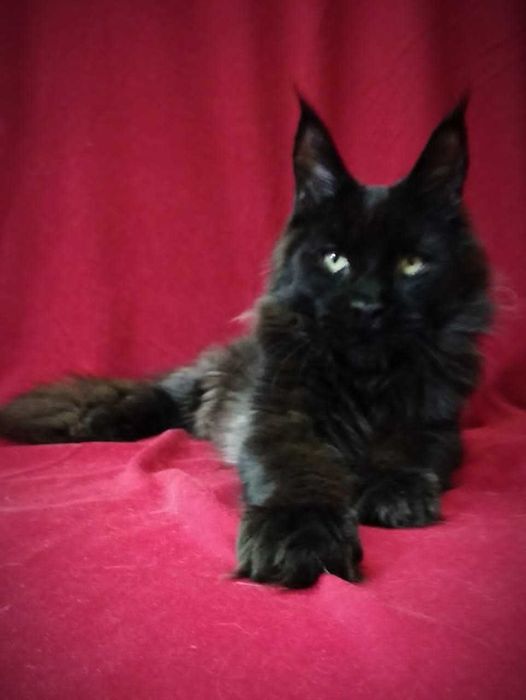 Мейн-куны котята