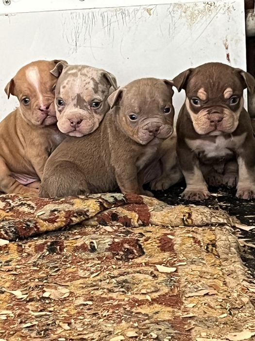 Щенки американский булли