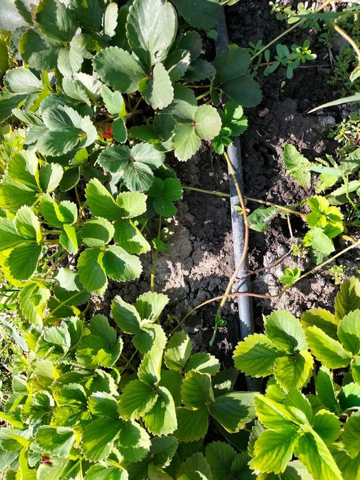 Продается дача районе кардиология