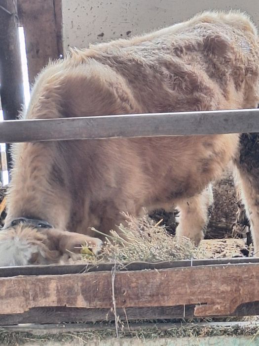 Продаётся тёлочка