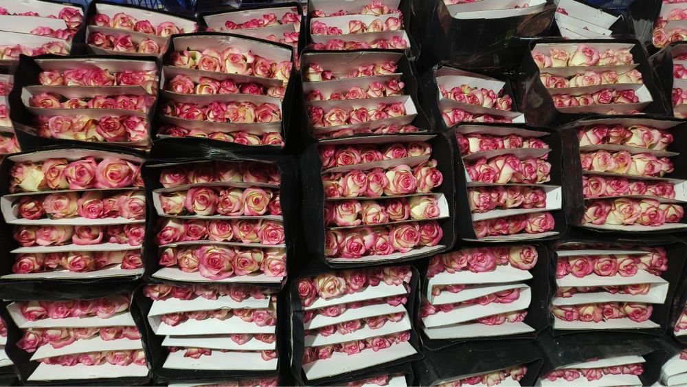 Роза оптом бағада