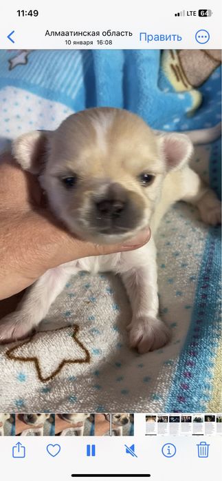 Щенок чихуахуа , мальчик