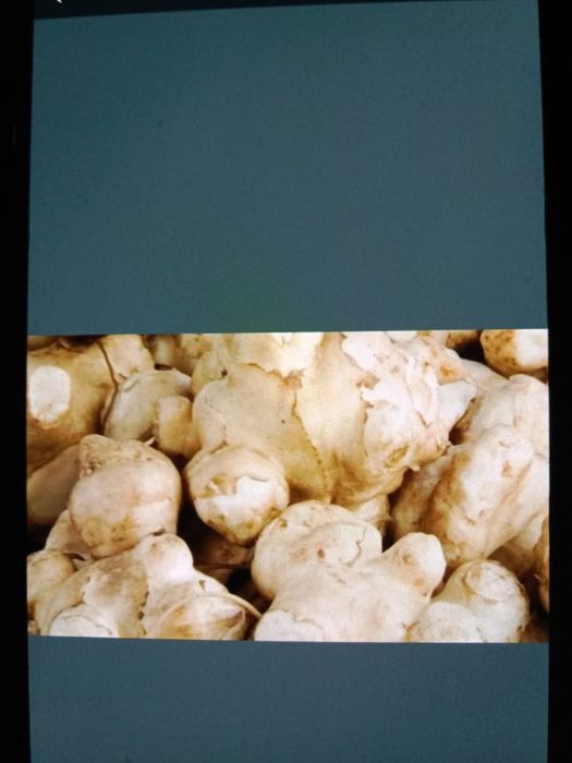 Продам топинамбур