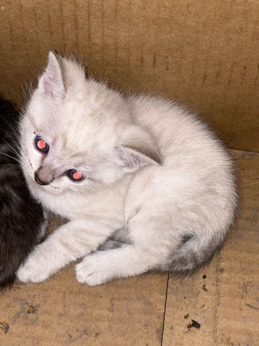 Отдам котят в добрые руки