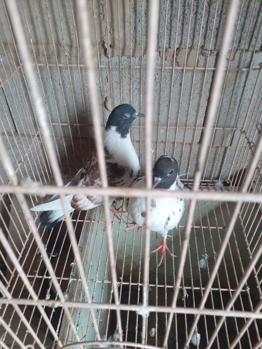 Голуби  молодеж  черноговый