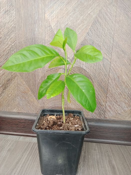 Комнатный гранат, лимон, алоэ вера