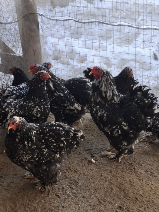 Disponibile famili gaini brachma .