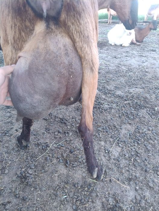 Văd edute  alpin francez din capre bune de lapte