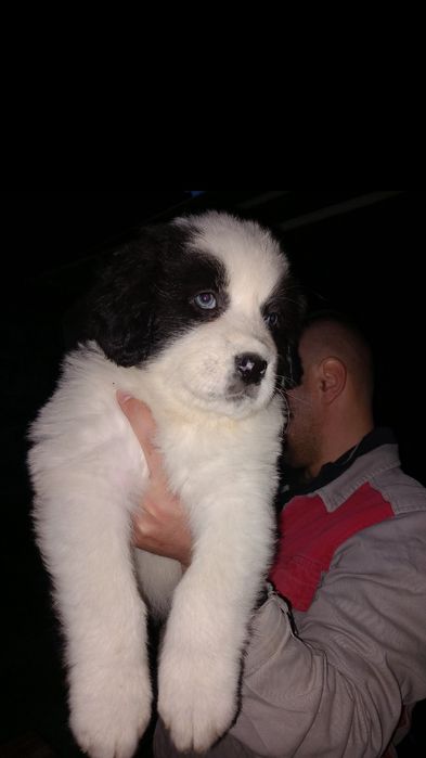 Căței ciobanesti romanesti de bucovina