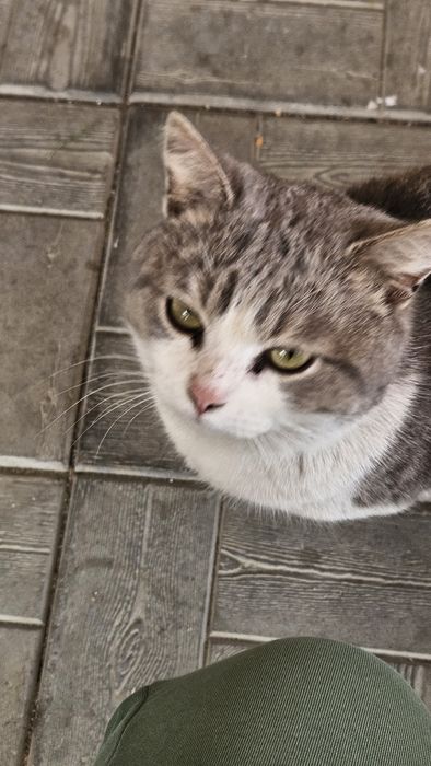 Котик в добрые руки