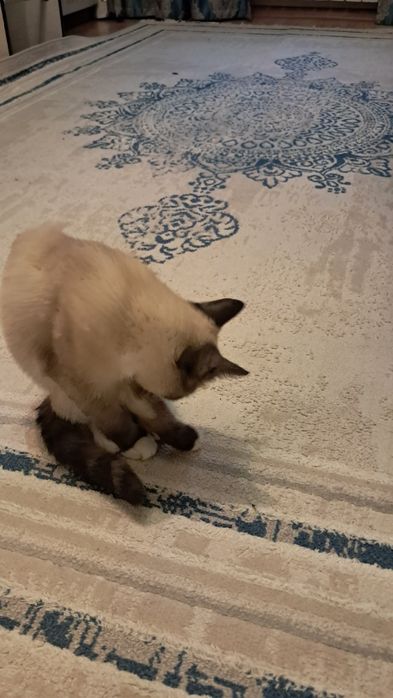 Сиамский котенок ищет хозяйна