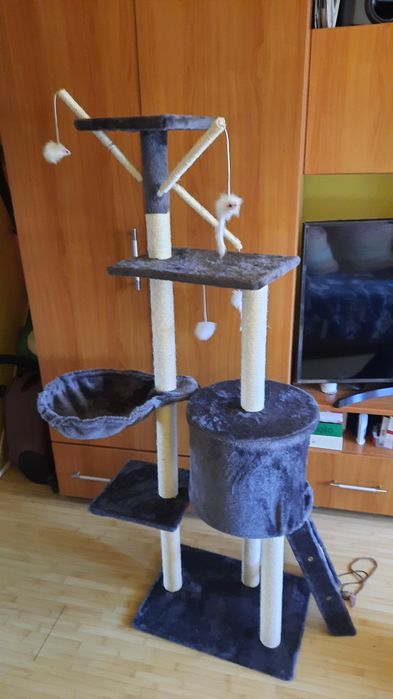 Ansamblu joaca pisici