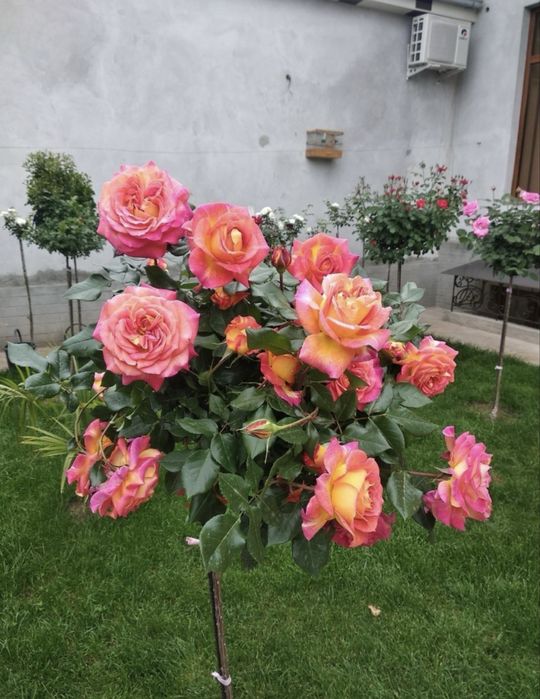 shtamp atirgul, hovli uchun gul, штампвий atirgul gullar