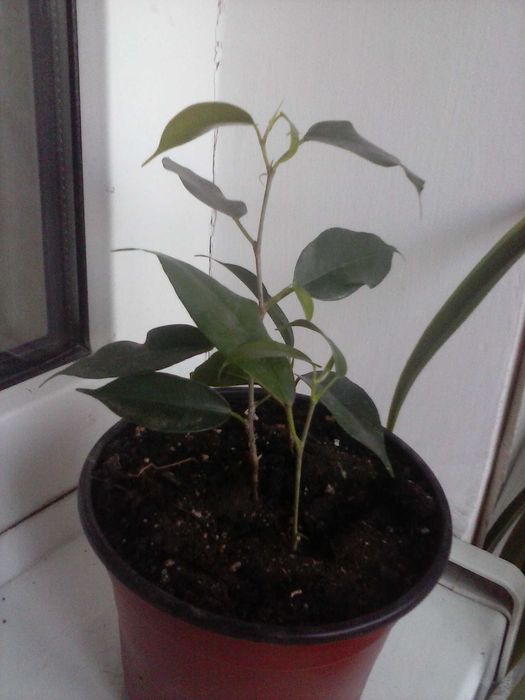 Фикус Бенджамина