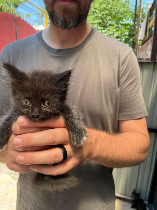 Котенок, девочка. Отдам в хорошие руки.