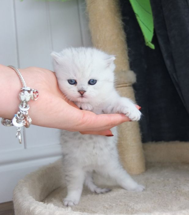 Британско коте сребърна чинчила