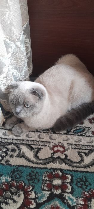 шотландская вислоухая   (скоттиш-фолд)